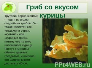 Гриб со вкусом курицыТрутовик серно-жёлтый — один из видов съедобных грибов. Он