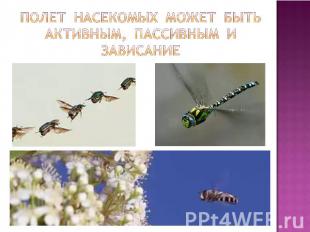 Полет насекомых может быть активным, пассивным и зависание