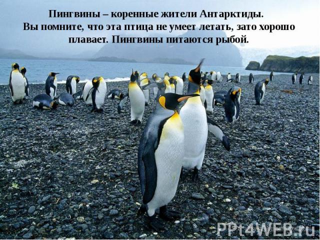 Пингвины – коренные жители Антарктиды. Вы помните, что эта птица не умеет летать, зато хорошо плавает. Пингвины питаются рыбой.