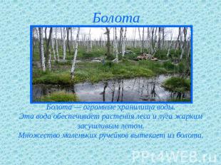 Болота Болота — огромные хранилища воды.Эта вода обеспечивает растения леса и лу