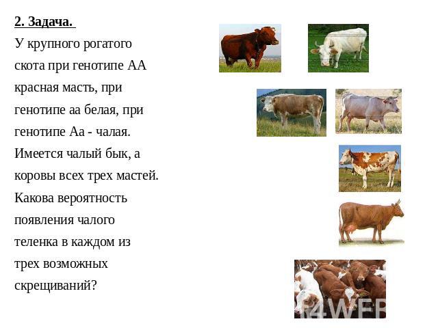 2. Задача. У крупного рогатого скота при генотипе АА красная масть, при генотипе аа белая, при генотипе Аа - чалая. Имеется чалый бык, а коровы всех трех мастей. Какова вероятность появления чалого теленка в каждом из трех возможных скрещиваний?