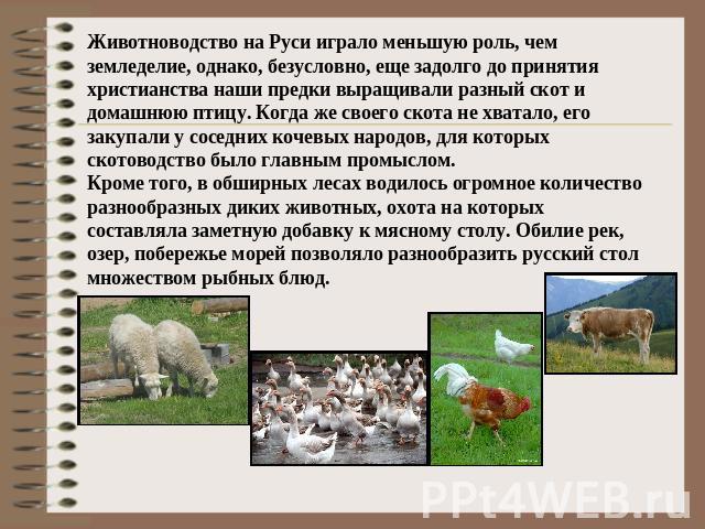 Животноводство на Руси играло меньшую роль, чем земледелие, однако, безусловно, еще задолго до принятия христианства наши предки выращивали разный скот и домашнюю птицу. Когда же своего скота не хватало, его закупали у соседних кочевых народов, для …