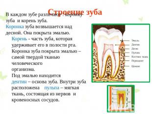 Строение зуба В каждом зубе различают : коронку зуба и корень зуба. Коронка зуба