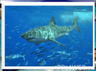 Предки современных акул появились в Мировом океане около 350 миллионов лет назад