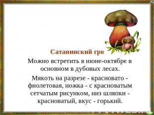 Сатанинский гриб Можно встретить в июне-октябре в основном в дубовых лесах. Мяко
