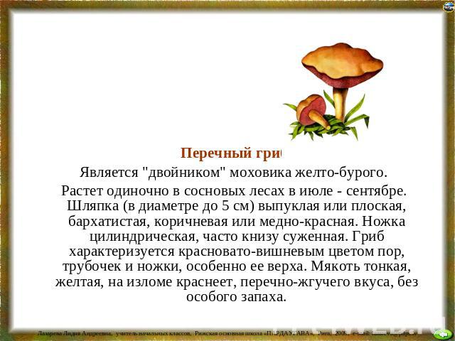 Перечный гриб Является "двойником" моховика желто-бурого. Растет одиночно в сосновых лесах в июле - сентябре. Шляпка (в диаметре до 5 см) выпуклая или плоская, бархатистая, коричневая или медно-красная. Ножка цилиндрическая, часто книзу су…