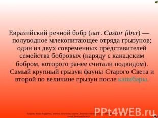 Евразийский речной бобр (лат.Castor fiber)&nbsp;— полуводное млекопитающее отряд