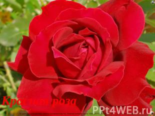 Красная роза