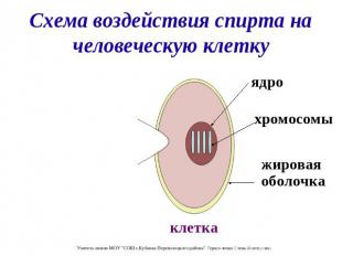 Схема воздействия спирта на человеческую клетку ядро хромосомы жировая оболочка