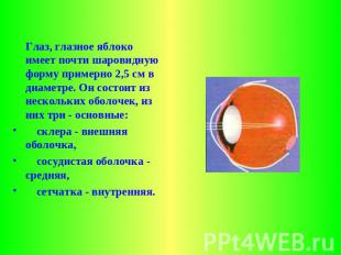 Глаз, глазное яблоко имеет почти шаровидную форму примерно 2,5 см в диаметре. Он