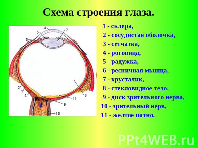 Схема строения глаза. 1 - склера, 2 - сосудистая оболочка, 3 - сетчатка, 4 - роговица, 5 - радужка, 6 - ресничная мышца, 7 - хрусталик, 8 - стекловидное тело, 9 - диск зрительного нерва, 10 - зрительный нерв, 11 - желтое пятно.