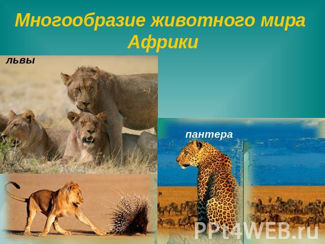 Многообразие животного мира Африки