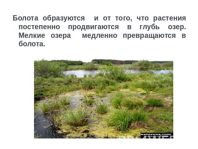 Болота образуются и от того, что растения постепенно продвигаются в глубь озер. Мелкие озера медленно превращаются в болота.