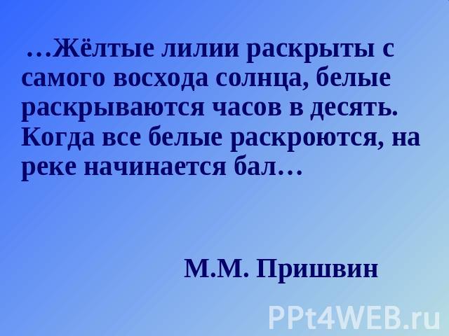 …Жёлтые лилии раскрыты с самого восхода солнца, белые раскрываются часов в десять. Когда все белые раскроются, на реке начинается бал… М.М. Пришвин