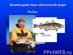Взаимодействие обитателей моря Рыбы