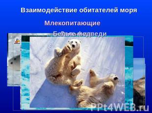 Взаимодействие обитателей моря Млекопитающие Белые медведи