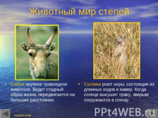Животный мир степей Сайгак крупное травоядное животное. Ведет стадный образ жизн