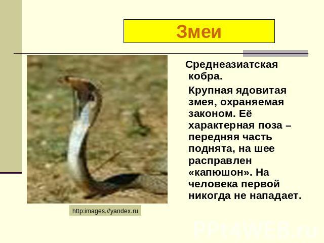 Змеи Среднеазиатская кобра. Крупная ядовитая змея, охраняемая законом. Её характерная поза – передняя часть поднята, на шее расправлен «капюшон». На человека первой никогда не нападает.