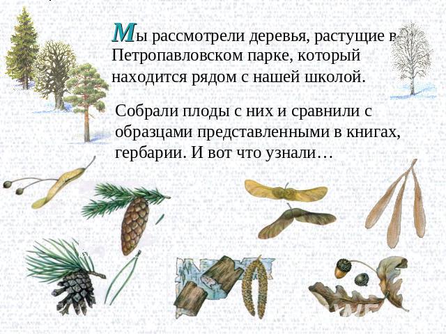 Мы рассмотрели деревья, растущие в Петропавловском парке, который находится рядом с нашей школой. Собрали плоды с них и сравнили с образцами представленными в книгах, гербарии. И вот что узнали…