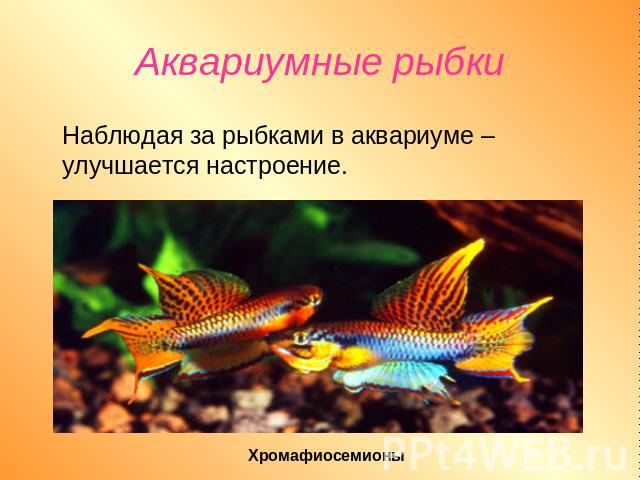 Аквариумные рыбки Наблюдая за рыбками в аквариуме –улучшается настроение.