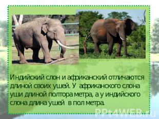 Индийский слон и африканский отличаются длиной своих ушей. У африканского слона