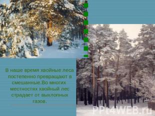 В наше время хвойные леса постепенно превращают в смешанные.Во многих местностях