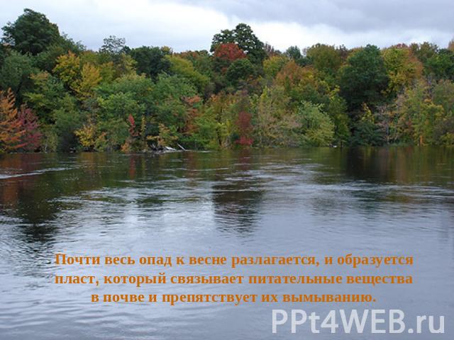 Почти весь опад к весне разлагается, и образуется пласт, который связывает питательные вещества в почве и препятствует их вымыванию.