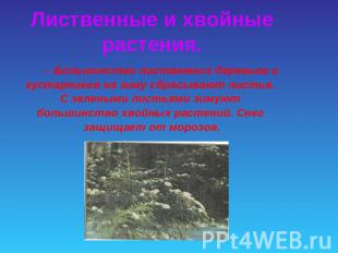 Лиственные и хвойные растения. Большинство лиственных деревьев и кустарников на