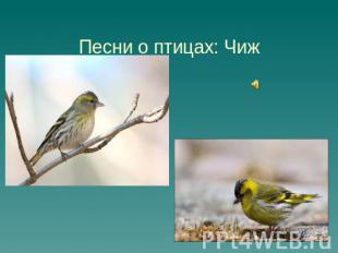 Песни о птицах: Чиж