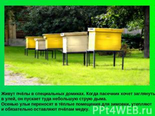 Живут пчёлы в специальных домиках. Когда пасечник хочет заглянуть в улей, он пус