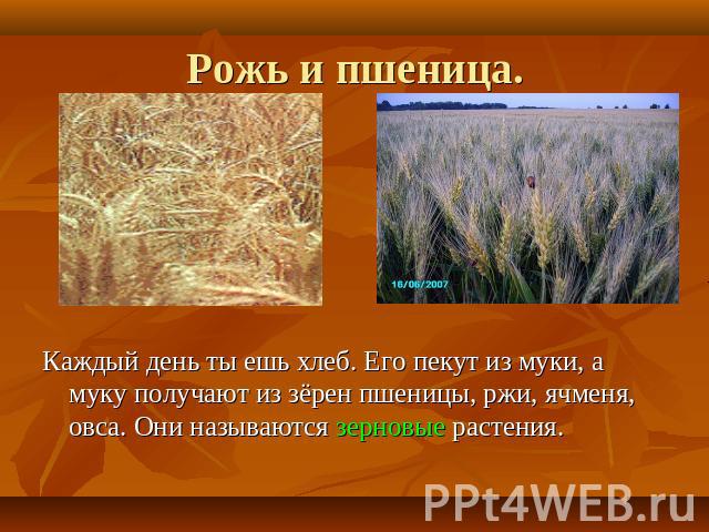 Рожь и пшеница. Каждый день ты ешь хлеб. Его пекут из муки, а муку получают из зёрен пшеницы, ржи, ячменя, овса. Они называются зерновые растения.