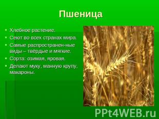 Пшеница Хлебное растение. Сеют во всех странах мира. Самые распространен-ные вид