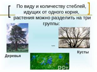 По виду и количеству стеблей, идущих от одного корня, растения можно разделить н