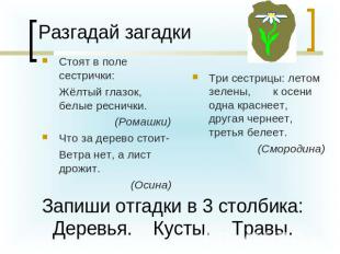 Стоят в поле сестрички: Жёлтый глазок, белые реснички. (Ромашки) Что за дерево с