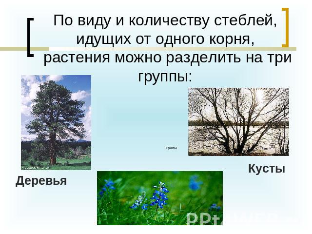 По виду и количеству стеблей, идущих от одного корня, растения можно разделить на три группы: