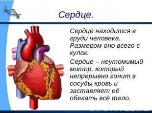 Сердце. Сердце находится в груди человека. Размером оно всего с кулак. Сердце –