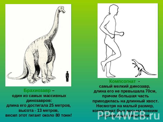 Брахиозавр – один из самых массивных динозавров: длина его достигала 25 метров, высота - 13 метров, весил этот гигант около 80 тонн! Компсогнат - самый мелкий динозавр, длина его не превышала 70см, причем большая часть приходилась на длинный хвост. …
