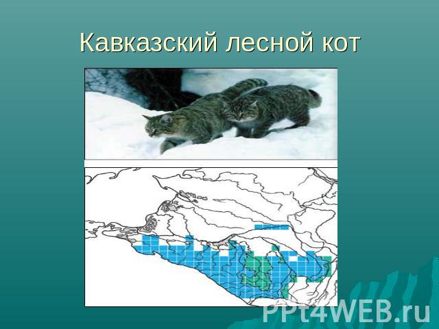 Кавказский лесной кот