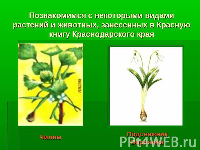 Познакомимся с некоторыми видами растений и животных, занесенных в Красную книгу Краснодарского края