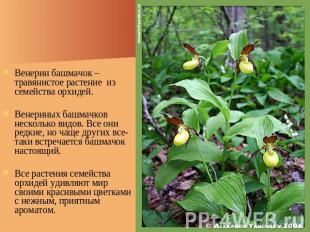 Венерин башмачок – травянистое растение из семейства орхидей. Венериных башмачко