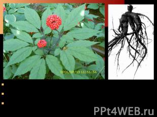 Женьшень является одним из наиболее известных лекарственных растений восточной м