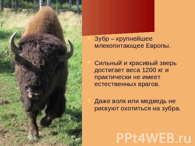Зубр – крупнейшее млекопитающее Европы. Сильный и красивый зверь достигает веса 1200 кг и практически не имеет естественных врагов. Даже волк или медведь не рискуют охотиться на зубра.