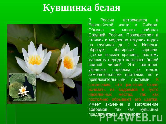 Кувшинка белая В России встречается в Европейской части и Сибири. Обычна во многих районах Средней России. Произрастает в стоячих и медленно текущих водах на глубинах до 2 м. Нередко образует обширные заросли. Цветки весьма красивы, поэтому кувшинку…