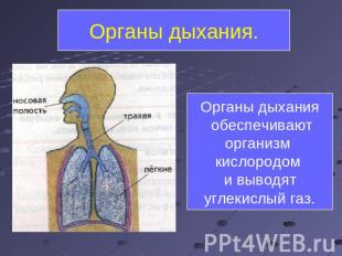 Органы дыхания. Органы дыхания обеспечивают организм кислородом и выводят углеки