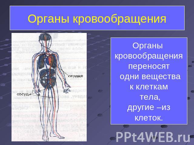 Органы кровообращения Органы кровообращения переносят одни вещества к клеткам тела, другие –из клеток.
