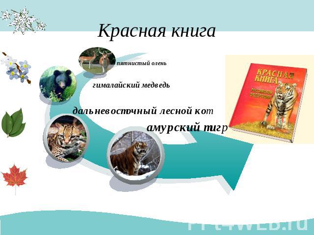 Красная книга пятнистый олень гималайский медведь дальневосточный лесной кот амурский тигр