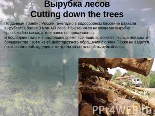 Вырубка лесовCutting down the trees По данным Гринпис России, ежегодно в водосбо