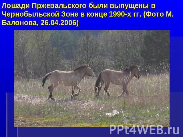 Лошади Пржевальского были выпущены в Чернобыльской Зоне в конце 1990-х гг. (Фото M. Балонова, 26.04.2006)