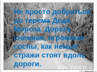 Не просто добраться до терема Деда Мороза. Дорога снежная, огромные сосны, как н