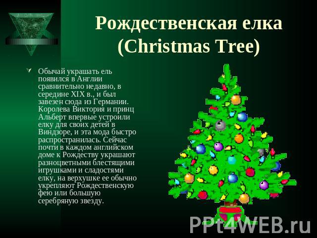 Рождественская елка(Christmas Tree) Обычай украшать ель появился в Англии сравнительно недавно, в середине XIX в., и был завезен сюда из Германии. Королева Виктория и принц Альберт впервые устроили елку для своих детей в Виндзоре, и эта мода быстро …